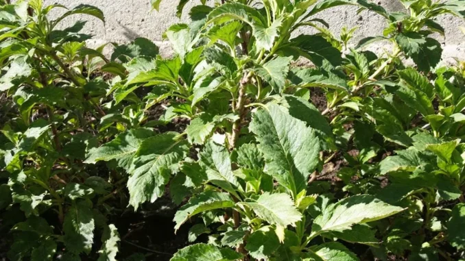 cultiver-des-pommes-