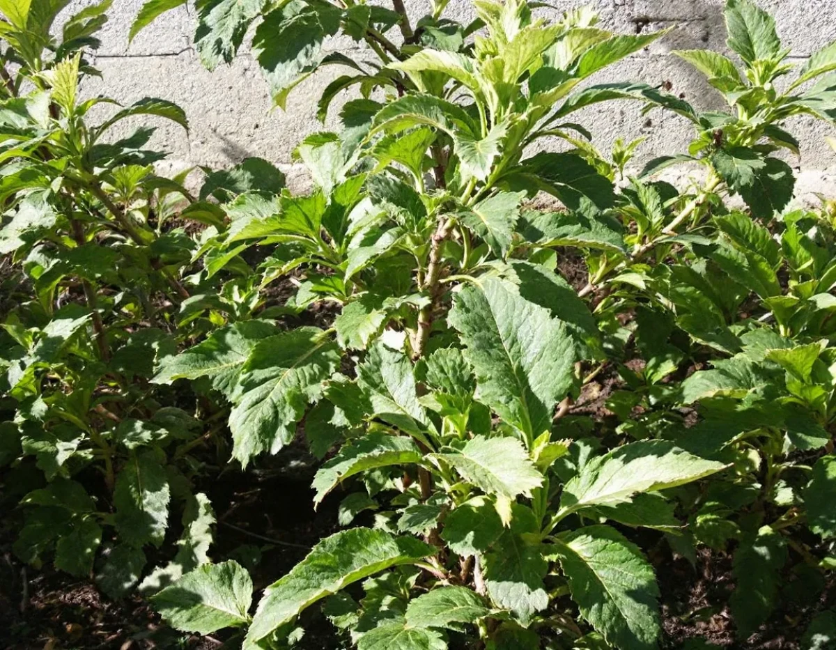 Cultiver des Pommes Juteuses par 35°C : Techniques Essentielles pour un Verger Prospère cet Été