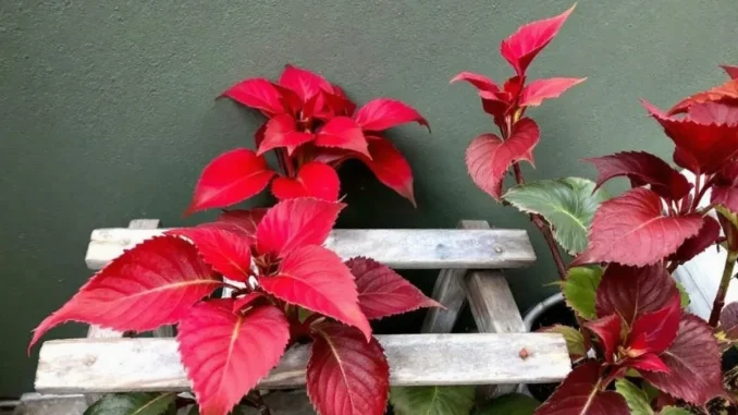 top-10-des-plantes-r