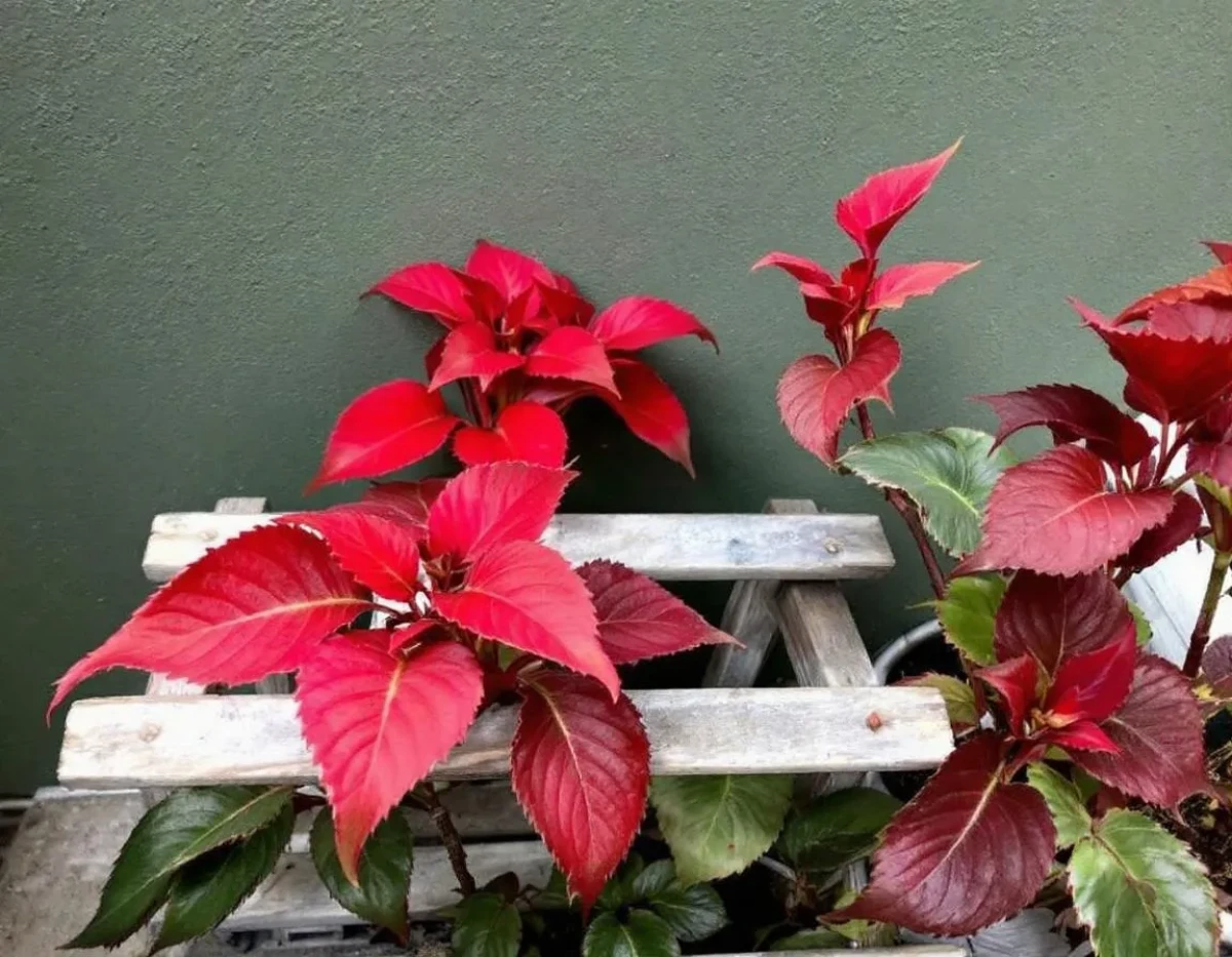 Top 10 des Plantes Rouges à Intégrer dans votre Décoration Intérieure